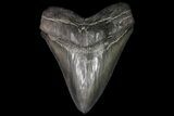 Serrated, Fossil Megalodon Tooth - Robust Tooth #92903-1